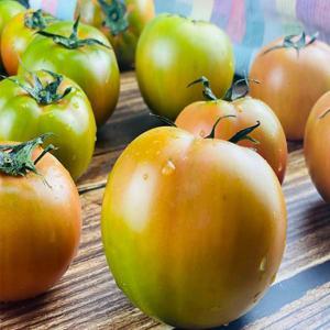 오늘출발 산지발송 단짠단짠 2.5KG 프리미엄 대저 토마토 제절과일 특품 가정용