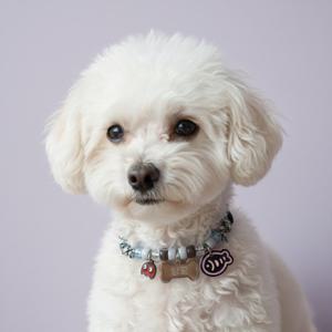 다니샵 소프트로프 강아지목줄 목걸이 인식표 고양이목걸이 이름표 네임택