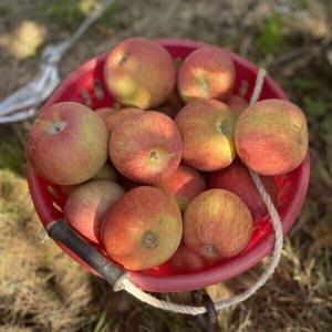 부사 사과 경북  가정용 한입소과 5kg 가격보세요 막 퍼드립니다.