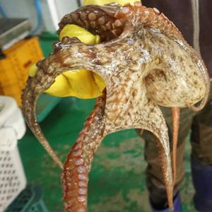 통영 자연산 활 돌문어 제수용1kg 한마리 당일조업