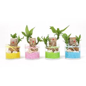 행운목 유리원통 diy 수경재배 공기정화식물