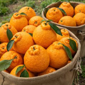 제주 한라봉 신선과일 제철 감귤류 과일 가정용 간식용 선물용 청과 생과일 선별출고 신선농산물