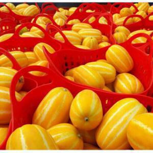 (신선집중) 성주참외 가정용 당도선별 4.5kg 실중량 /랜덤 파손방지