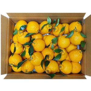 제주직송 노지 한라봉 가정용 할라봉 못난이 3kg 5kg /노지 한라봉 27일까지 특별할인 +무료배송