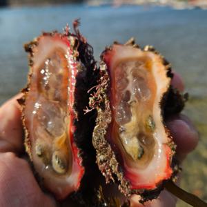 국내산 통영 횟감용 돌멍게  1kg 5-8미 내외 2kg이상 구매시 추가할인