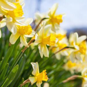 |여행가는달| 노란빛서산유기방수선화+ 개심사 왕벚꽃+서산한우목장벚꽃+동부시장 당일국내