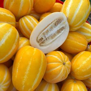 고당도 성주참외  / 가정용 대과 2kg (4-7과내외)