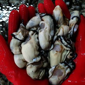 당일채취 통영 생굴 2kg (1kgx2팩) 겨울 보양식 산지직송 / (빡세일) 설복 감사쿠폰 증정