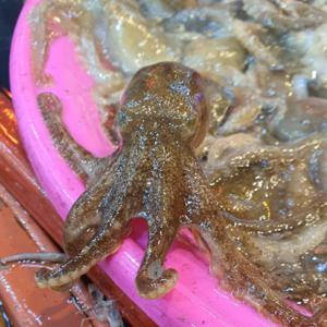 알베기 활 쭈꾸미 1kg (5-8미내외) / 알 70% / 산소포장 / 암수 5:5비율