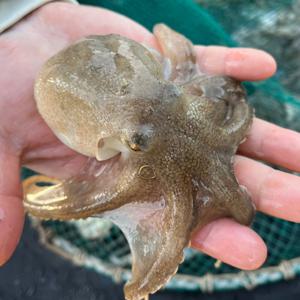 생물 쭈꾸미 서해일대 / 1kg (7-15미내외)