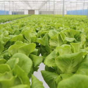 (신선집중) 친환경 유기농 쌈채소 유러피안 샐러드 채소 1kg 3~7종내외