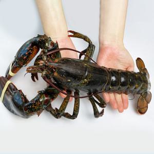(신선집중) 통통한 캐나다산 활 랍스터 1미 450~550G