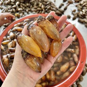 미더덕 활미더덕 국내산 500g 1차손질완료 편하게 드세요