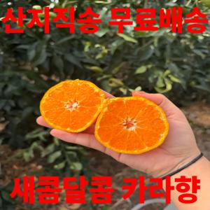 제주 새콤달콤 고당도 제철 카라향 실중량 4.5kg 초특가 행사