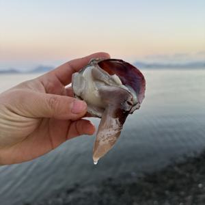 산지직송 여수 손질 새조개 200g 샤브샤브 당일조업 횟감 가능한 특A급 정품 새조개