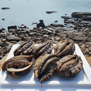 (랜더스 한정특가) 37% 추가할인) 산지직송 완도 왕특특대 활전복 5~7미 1kg 산소팩 포장/손질 칼 증정