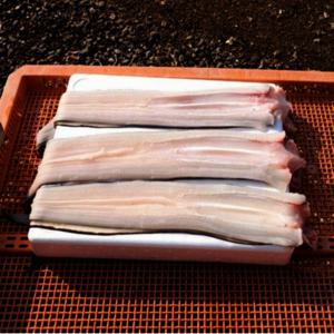 국내산 손질 바다장어 1kg (2-3미) 손질후 뼈머리 포함 600g 내외 소스 2종 증정