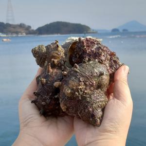 통영 자연산 뿔소라 1kg (4-7미내외)