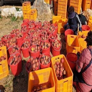 가정용사과  햇사과 쥬스용8kg박스무게포함(청사과홍로.시나노골드부사등)품종랜덤발송