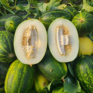 산지직송 파파야메론 2kg 3kg 5kg