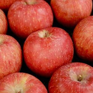 (마감특가) 최대15brix 경북 햇사과 꿀사과 // 2kg(중소과) 9-13과 부사사과