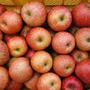 (쥬스용사과) 최대15brix 쥬스용 부사사과 // 3kg 못난이사과