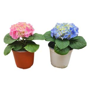 시즌한정 수국 1+1  세트 봄맞이 반려식물