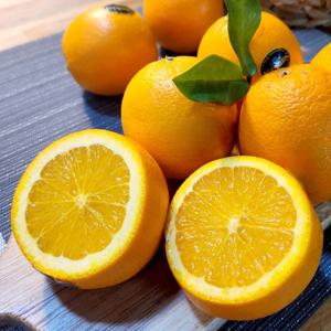 정품 오렌지 고당도 블랙라벨 비타민 네이블 썬키스트 퓨어스펙 특대과 10과