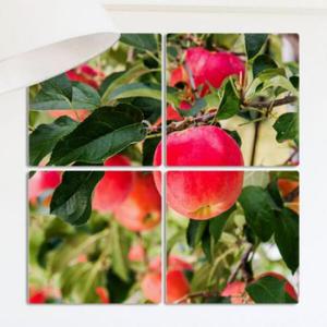 아트박스/꾸밈 ga995-멀티액자_풍수새빨간사과01