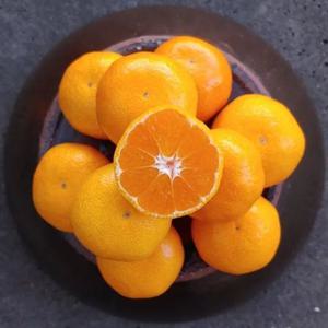 제주 귤 노지 조생 감귤 9kg 프리미엄과(S)