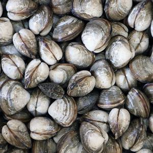 고창 하전갯벌 동죽 조개 17kg /물총조개