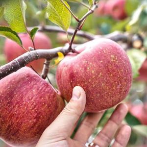 경북 사과 부사 못난이 가정용 사과 중대과 5kg