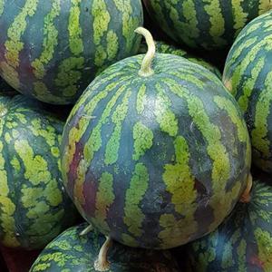 고당도 시원 달콤 수박  5-6kg