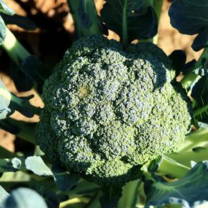 싱싱한 브로콜리(특품) 4kg