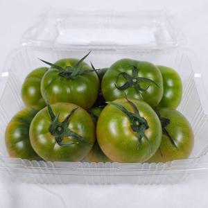국내산 일반 대저토마토 1.5kg M 중과