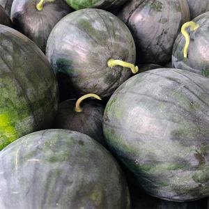 늘푸른 흑수박 3.5kg