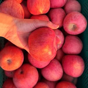 [자연의정] 경북 제철과일 고당도 부사 사과 로얄과 3kg 9-15과