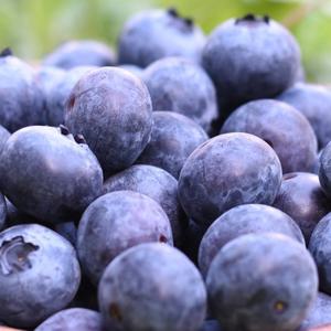 영동 달콤한 블루베리 생과(특대) 250g