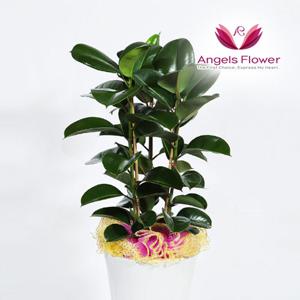 엔젤스플라워 고무나무 대형 관엽식물 공기정화 전국 꽃배달서비스