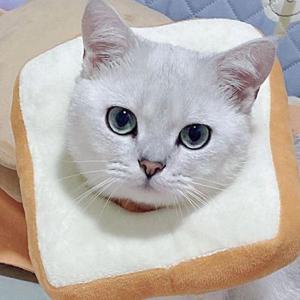 [XBG829O4]쿠션넥카라 고양이 강아지 부드러운 사이즈조절