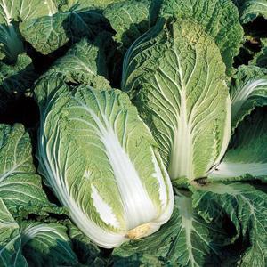 강원도 고랭지 배추 4포기 6-12kg 해남 강원도 통배추 강원도 생배추 김장