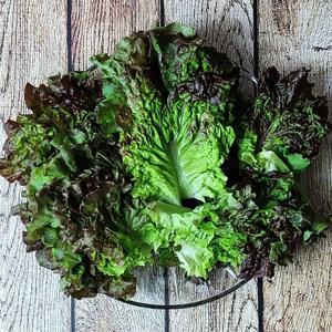 경기도 광주 유기농 적상추(꽃상추) 1kg