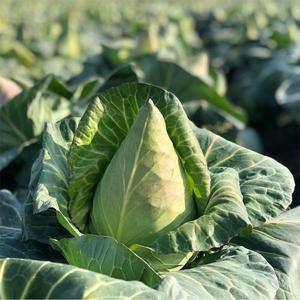 제주 고깔양배추 못난이 7kg