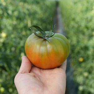 [산지직송] 부산 과즙가득 가정용 대저토마토 5kg (2.5kg*2박스) (M-2L)