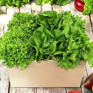 유러피안 프리미엄 샐러드 쌈채소 카이피라 1kg