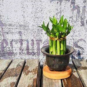 이랑 화병 개운죽(약10cm 17P내외) - 수경재배 행운