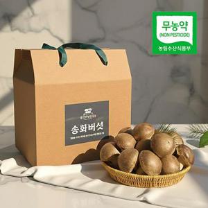 [바로배송][웰굿]무농약 송화버섯 실속 선물세트(송화고1kg)