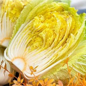 갤러리아_해남 베타미니배추 5kg(4~7포기)/프리미엄 알배기 미니배추