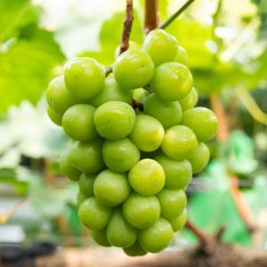 [대한민국농수산] 고당도 청포도 망고포도 샤인머스켓 2kg (가정용/3~4수)