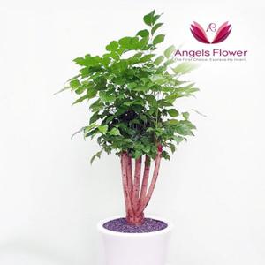 [엔젤스플라워] 녹보수 중형 관엽식물 공기정화 전국 꽃배달서비스